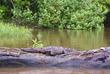 Krokodil im Tortuguero Nationalpark