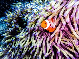 Clownfisch 