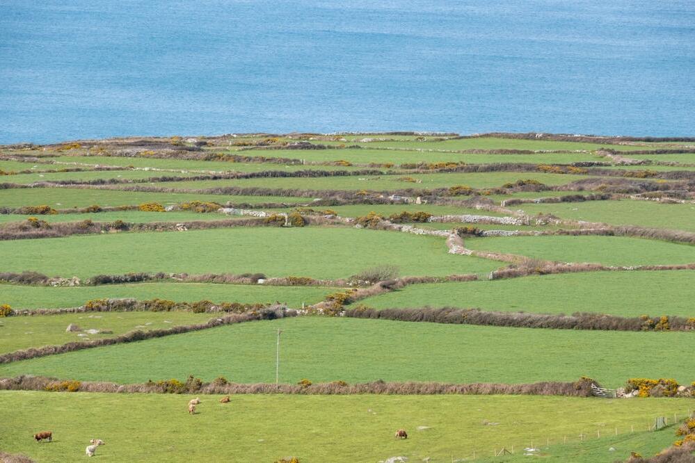 Felder in Cornwall