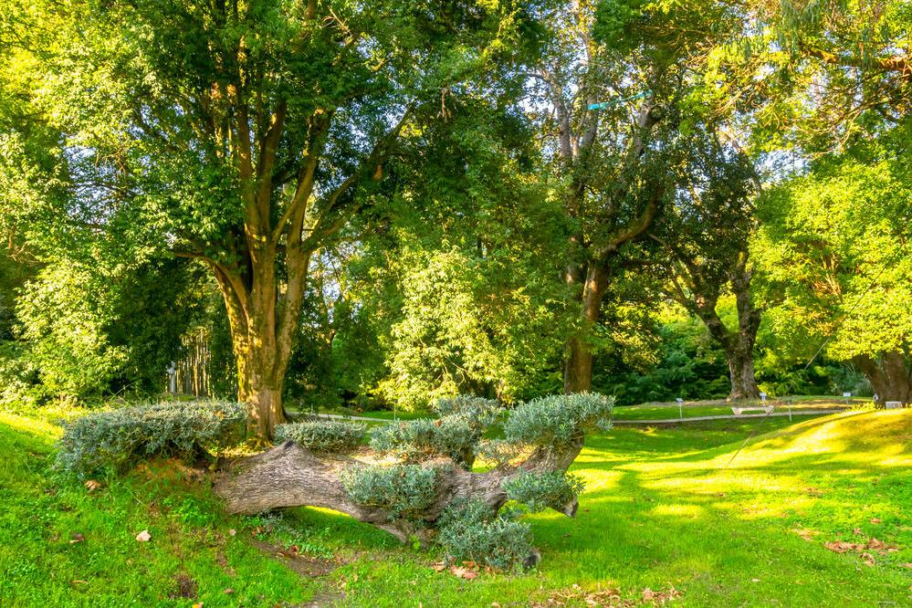 Dendrologischer Garten 