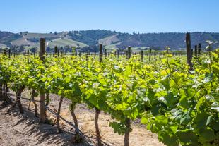 Weingut bei Valparaiso