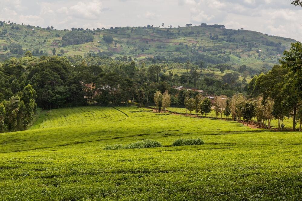 Teeplantage bei Fort Portal 