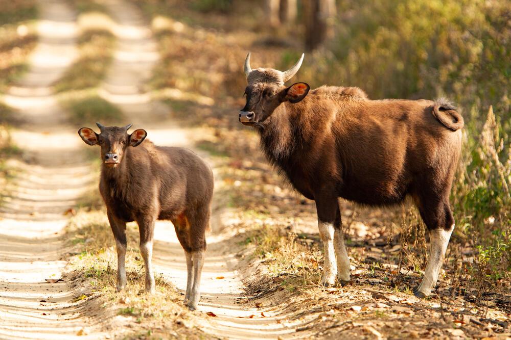 Gaur Büffel im Kanha Nationalpark 