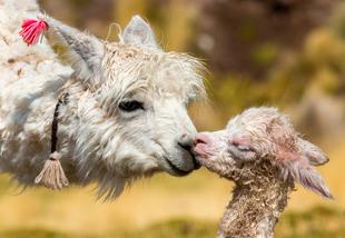 Lama mit Baby