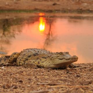 Krokodil am Sambesi Fluss