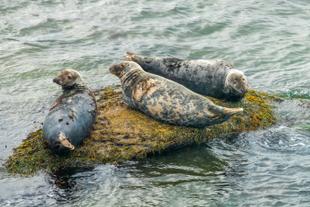 Kanada 15 Tage Rundreise, Höhepunkte im Osten, Bonaventure Island Graurobben