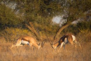 Springböcke in der Kalahari Wüste