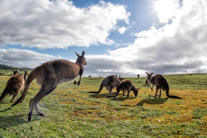 Kangaroo Island in Australien