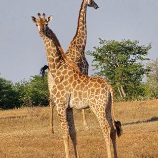 Giraffen auf einer SKR Jeep-Safari