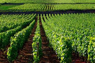 Weinreben der Cote de Beaune 
