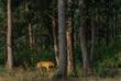 Bengalischer Tiger im Kanha Nationalpark 