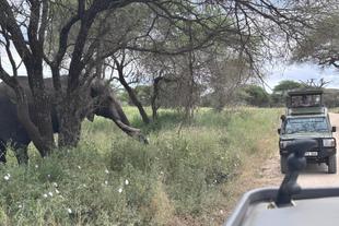 Elefantenbeobachtung auf Safari in der Serengeti
