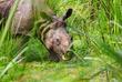 Nashorn im Chitwan-Nationalpark
