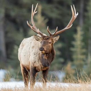 Elch im Banff National Park