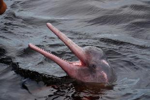 Rosa Flussdelfin 