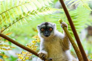 brauner Lemur im Analamazaotra Nationalpark 