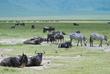 Gnus und Zebras im Ngorongoro-Krater