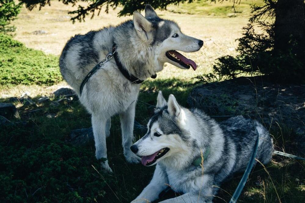 Huskys im Wald 