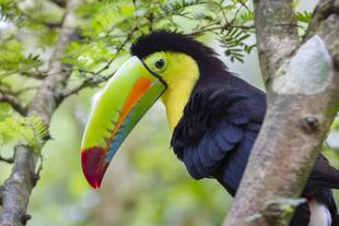 Tucan