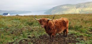 Schottische Hochland-Kühe am Loch Lomond