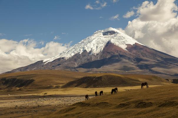 Cotopaxi Vulkan und Wildpferde