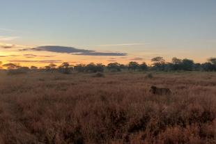 Löwe bei Sonnenuntergang in der Serengeti