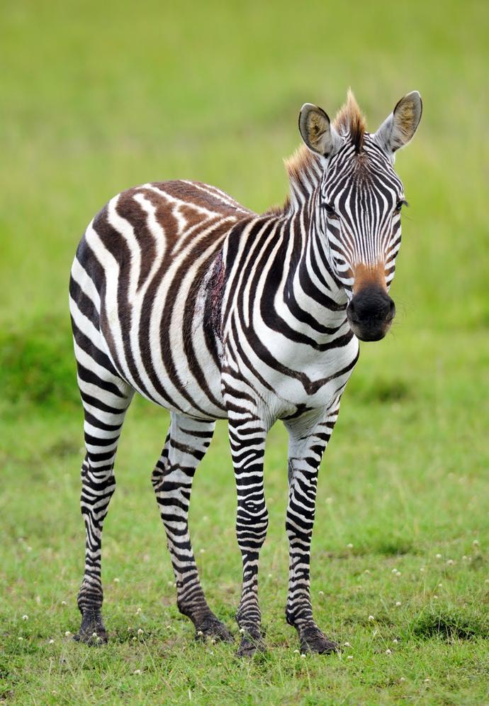 Steppenzebra im Serengeti Nationalpark
