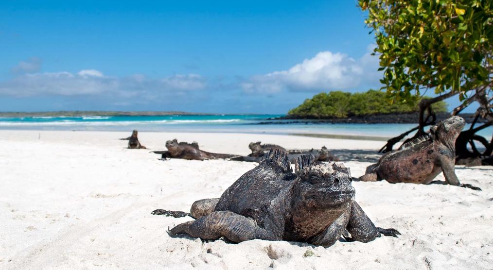 Meerechsen auf den Galapagos Inseln, Ecuador