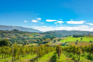 Panoramablick auf die Weinberge von Montefalco