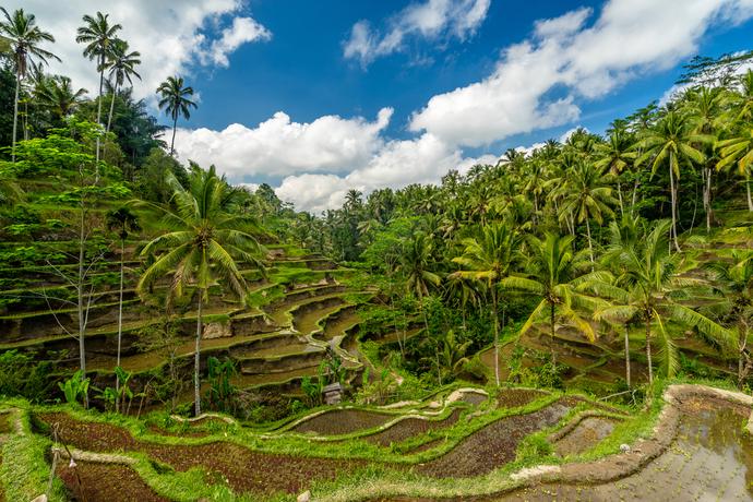 Reisfelder Ubud 