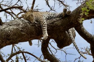 Leopard 