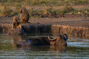 Büffel im Lake Mburo Nationalpark