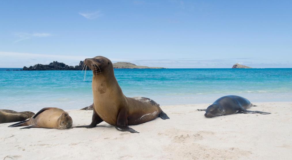 Seelöwe auf Espanola Island, Galapagos Inseln