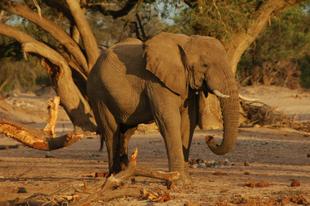 Elefantenbeobachtung während der Wildtiersafari