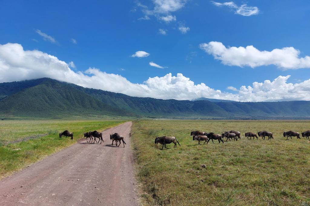 Gnuherde im Ngorongoro Krater