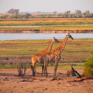 Giraffen im Krüger Nationalpark