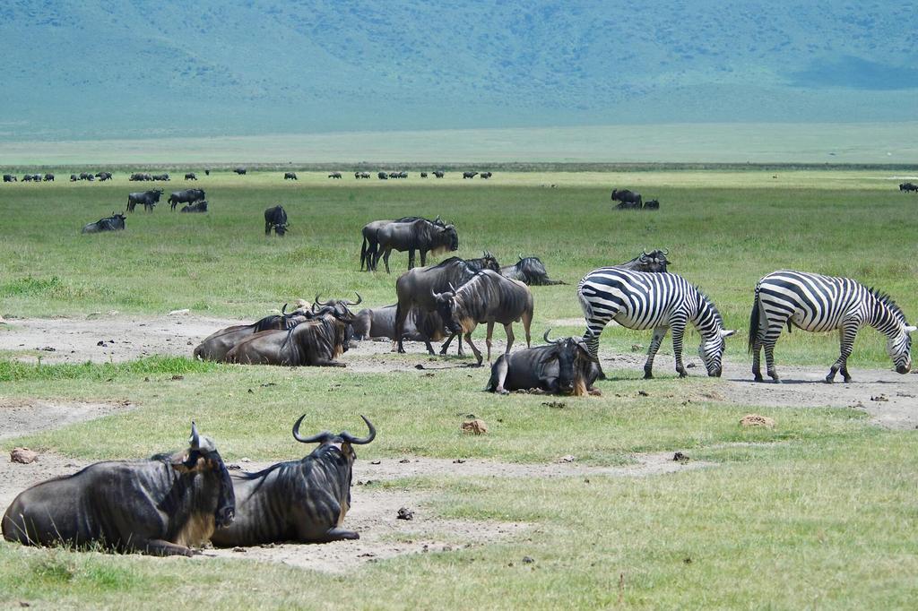 Gnus und Zebras im Ngorongoro-Krater