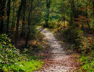 Pfad im Forêt de Brocéliande
