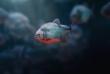 Rotbauch Piranha