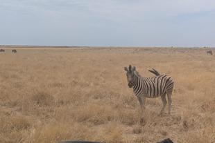 Zebra im Etosha Nationalpark