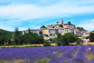 Lavendelblüte in der Provence