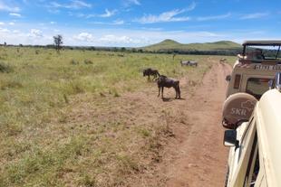 Gnus auf Safari in der Serengeti