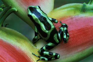 Grüner Pfeilgiftfrosch