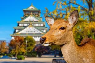 Hirsch im Nara-Park