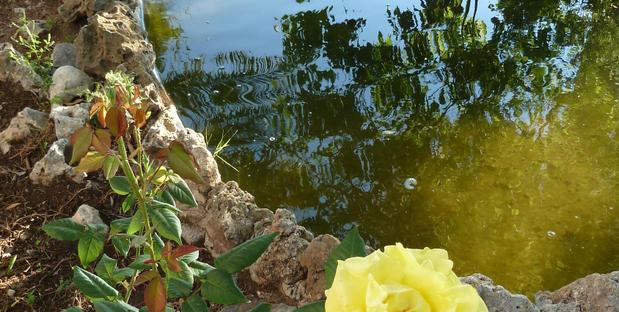 Teich im Garten des Hotels