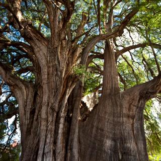 Größter Baum der Welt in Tule