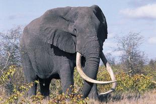 Elefant im Addo Elephant Nationalpark