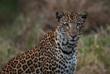 Leopard im Lake Mburo Nationalpark 