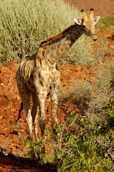 Giraffe im Etosha Nationalpark