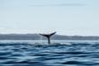 Wal in Tadoussac